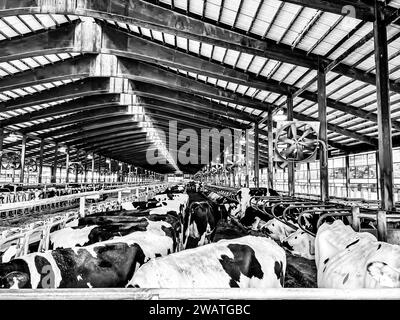 Holstein dairy cows walking around a freestalls barn.  Stock Photo