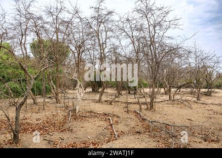 Mopani forest, Liwonde National Park, Malawi. Mopani means butterfly due to leaf shape. Stock Photo