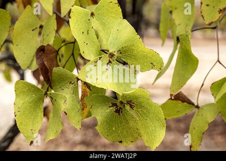 Butterfly shaped leaf of Mopani forest, Liwonde National Park, Malawi. Stock Photo