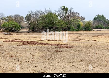 Mopani woodland, Liwonde National Park, Malawi. Mopani means butterfly due to leaf shape. Stock Photo