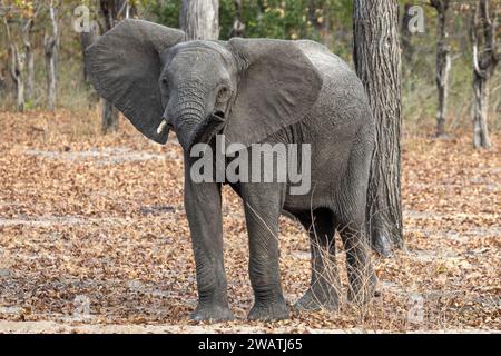 Elephant youngster, ear-spreading (warning), looking & smelling, Mopani woodland, Liwonde National Park, Malawi Stock Photo