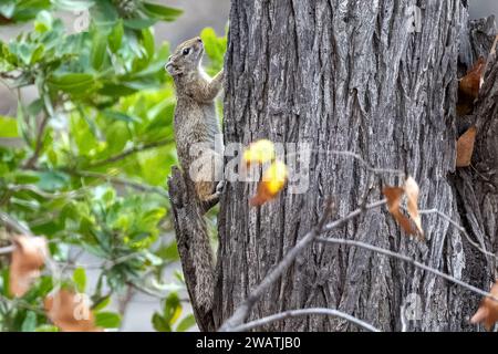 Smith's bush squirrel, Mopani woodland, Liwonde National Park, Malawi. Mopani means butterfly due to leaf shape. Stock Photo