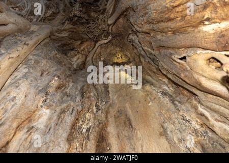 Decayed Bat Large-eared slit-faced bats, Nycteris macrotis, colony, roost, inside ...