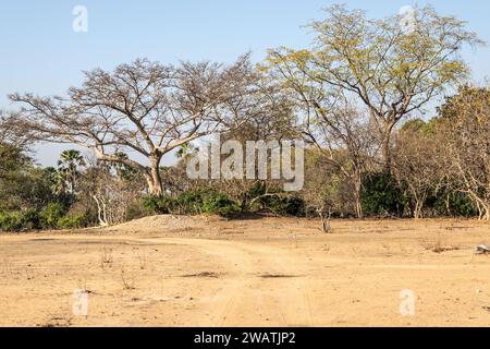 Mopani woodland, Liwonde National Park, Malawi. Mopani means butterfly due to leaf shape. Stock Photo