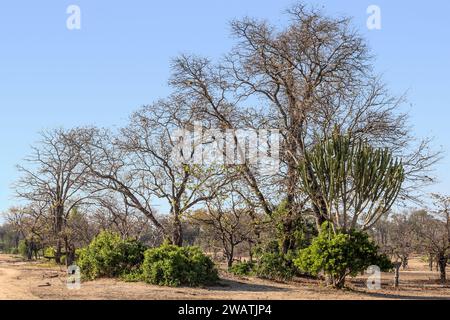 Mopani woodland, Liwonde National Park, Malawi. Mopani means butterfly due to leaf shape. Stock Photo