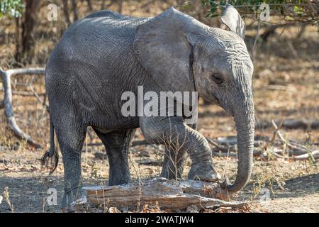 Elephant, infant, 2-3yo, mopani woodland, Liwonde National Park, Malawi Stock Photo