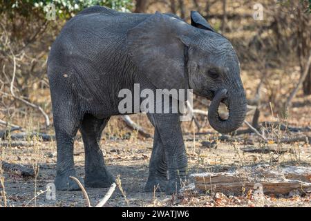 Elephant, infant, 2-3yo, mopani woodland, Liwonde National Park, Malawi Stock Photo