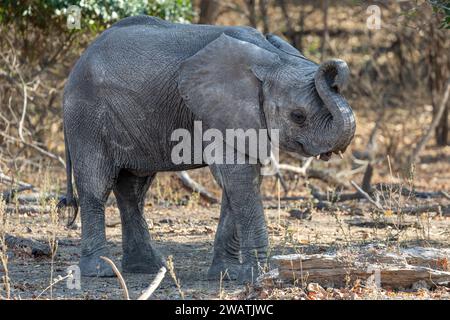 Elephant, infant, 2-3yo, mopani woodland, Liwonde National Park, Malawi Stock Photo