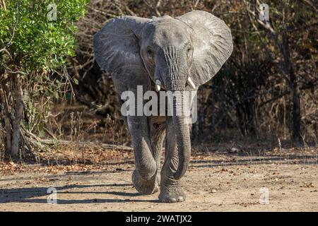 Elephant, female, warning ear-spreading,  Mopani woodland, Liwonde National Park, Malawi Stock Photo