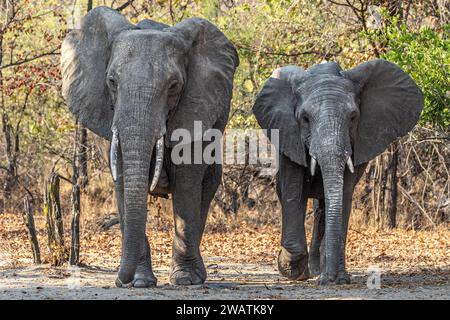 Elephants, mother & 2 offspring, walking into the bush, warning by ear-spreading & looking, Liwonde National Park, Malawi Stock Photo