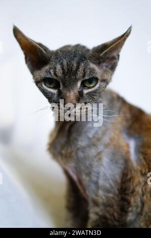 Young tabby Devon Rex cat. Stock Photo