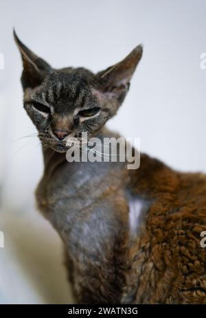 Young tabby Devon Rex cat. Stock Photo