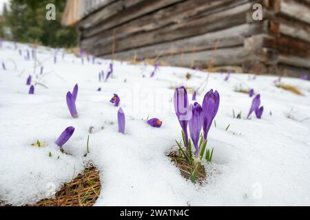 Crocus Purple spring flower growth in the snow in mountains. Stock Photo