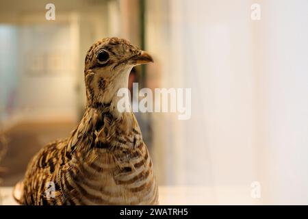 A stuffed heath hen (Tympanuchus cupido cupido) specimen; an extinct subspecies of the greater prairie chicken that was once common in North America. Stock Photo