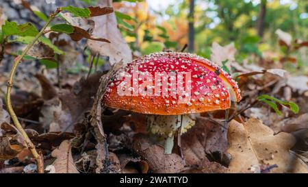 A close up view of a colourful toadstool pushing up through leaf litter on the forest floor at Harcourt in central Victoria, Australia Stock Photo