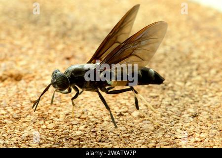 Black soldier fly (Hermetia illucens) Stock Photo