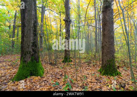 Tree trunks covered with green moss in a forest in Autumn at Harcourt in Central Victoria Stock Photo