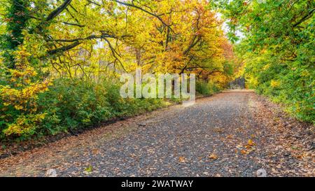 A road through a forest of trees in full Autumn colours at Harcourt in Central Victoria, Australia. Stock Photo
