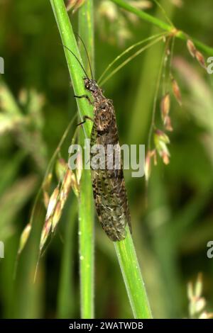 New Zealand Dobsonfly (Archichauliodes diversus) Stock Photo