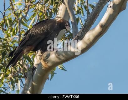 The wedge-tailed eagle (Aquila audax) is the largest bird of prey in the continent of Australia. Stock Photo