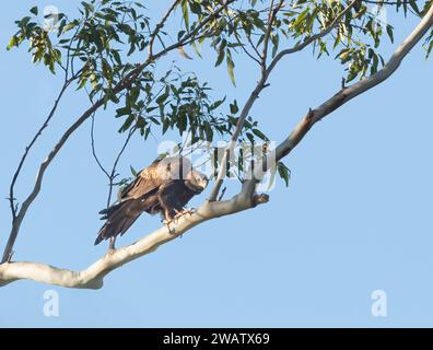 The wedge-tailed eagle (Aquila audax) is the largest bird of prey in the continent of Australia. Stock Photo