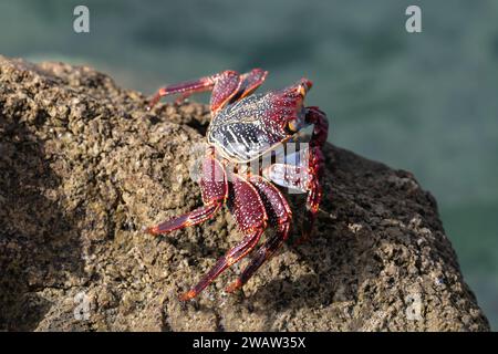 Red Sally Lightfoot Crab (Grapsus grapsus) on rock at the beach in Aruba. Stock Photo