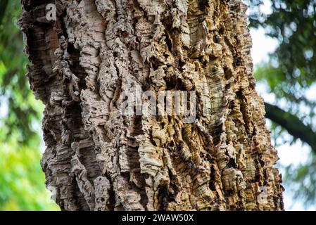 Cork Oak Tree in Italy Stock Photo
