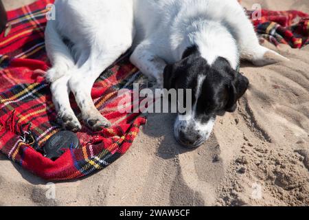 Dog sleeping on a plaid beach blanket Stock Photo