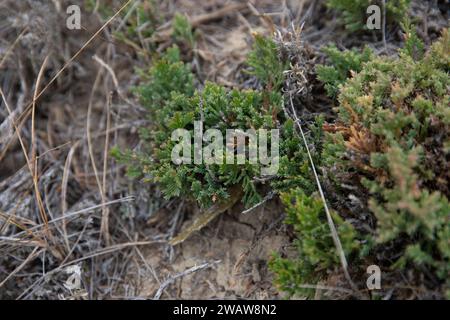 Creeping juniper plant, native prairie ground cover, Saskatchewan, Canada Stock Photo