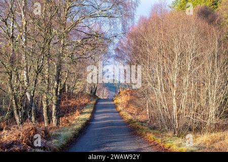 Betula. Birch trees sunlight and road along Glen Cannich in the scottish countryside. Glen Cannich, Highlands, Scotland Stock Photo