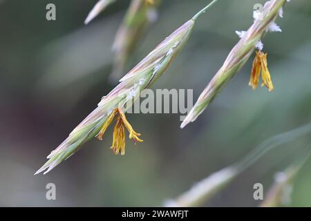 Bromus inermis, commonly known as Smooth brome, Hungarian Bromegrass or Smooth Bromegrass, wild plant from Finland Stock Photo