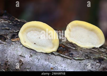 Antrodiella serpula, a polypore fungus growing on hazel in Finland, no common English name Stock Photo