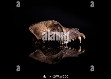 real dog skull isolated on black background Stock Photo