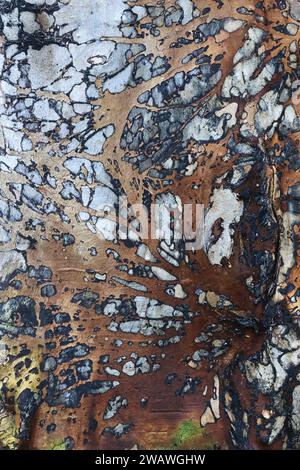 Textured wood surface of a massive elm stump Stock Photo