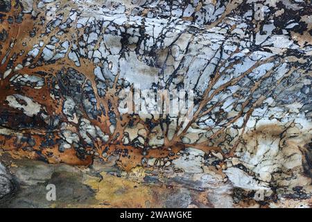 Textured wood surface of a massive elm stump Stock Photo