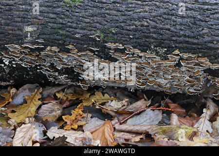 Bjerkandera adusta, commonly known as Smoky bracket fungus, wild polypore from Finland Stock Photo