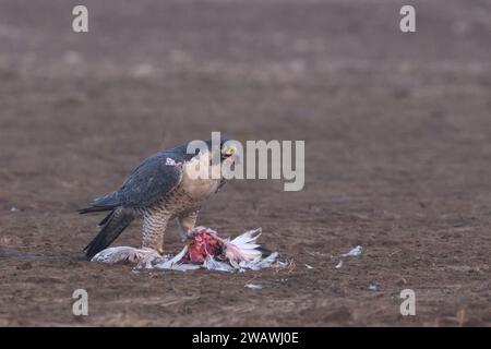 peregrine falcon (Falco peregrinus) feeding on a Flamingo at Little rann of kutch, Gujarat, India Stock Photo