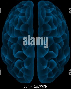 Human brain, top view, computer illustration Stock Photo - Alamy