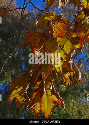 Leaves of plane tree in autumn Stock Photo