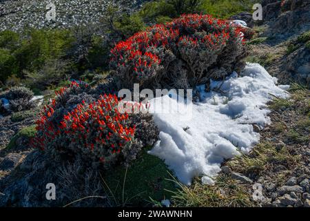 Scarlet Gorse or Fire tongue Bush, (Anarthrophyllum desideratum), El Calafate, Patagonia, Argentina Stock Photo