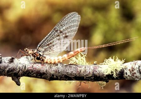 Mayfly adult Ephemeroptera on a twig in summer Stock Photo