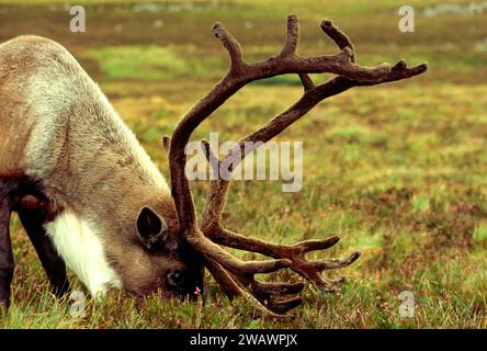 Reindeer with antlers covered in velvet Scotland Stock Photo