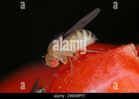 Cherry drosophila called also  spotted-wing drosophila (Drosophila suzukii). Economically important pest of various fruits. A female on an infested to Stock Photo