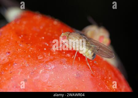 Cherry drosophila called also  spotted-wing drosophila (Drosophila suzukii). Economically important pest of various fruits. Female. Stock Photo