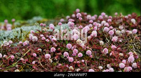 A carpet of small pink flowers and leaves covers the ground, knotweed (Polygonum capitatum), Madalena, Pico, Azores, Portugal Stock Photo