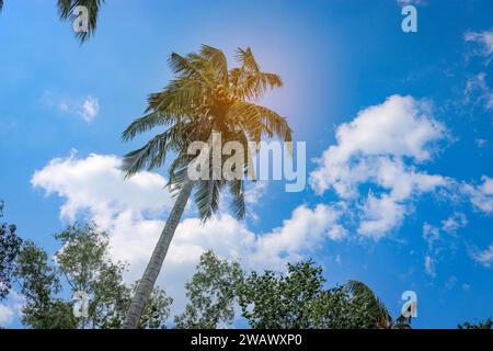 Coconut palm with heavy ripe nuts against the blue sky. Danger of falling coconuts. Stock Photo