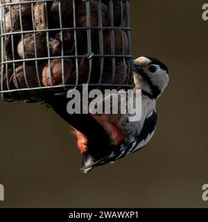 Syrian Woodpecker Stock Photo