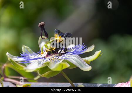 Carpenter bee (Xylocopa violacea) on a Passiflora caerulea Stock Photo