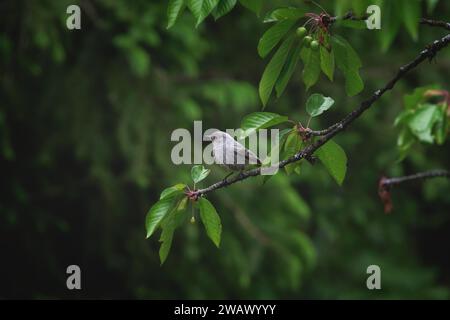 Redstart, male, A small bird resting on a branch of a flowering tree, Stuttgart, Germany Stock Photo