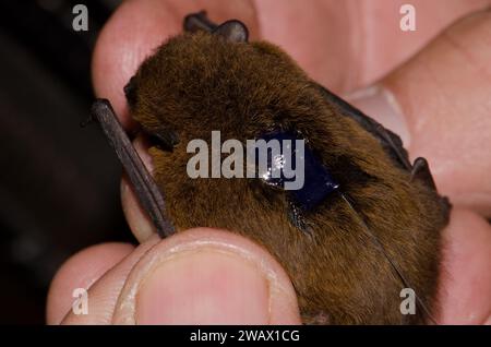 Madeira pipistrelle Pipistrellus maderensis equipped with a radio transmitter on its back. Garajonay National Park. La Gomera. Canary Islands. Spain. Stock Photo